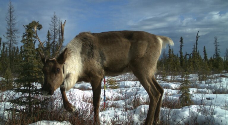 A caribou wearing a collar looks at a wildlife camera