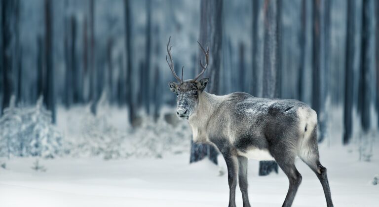 Caribou standing in the forest in winter