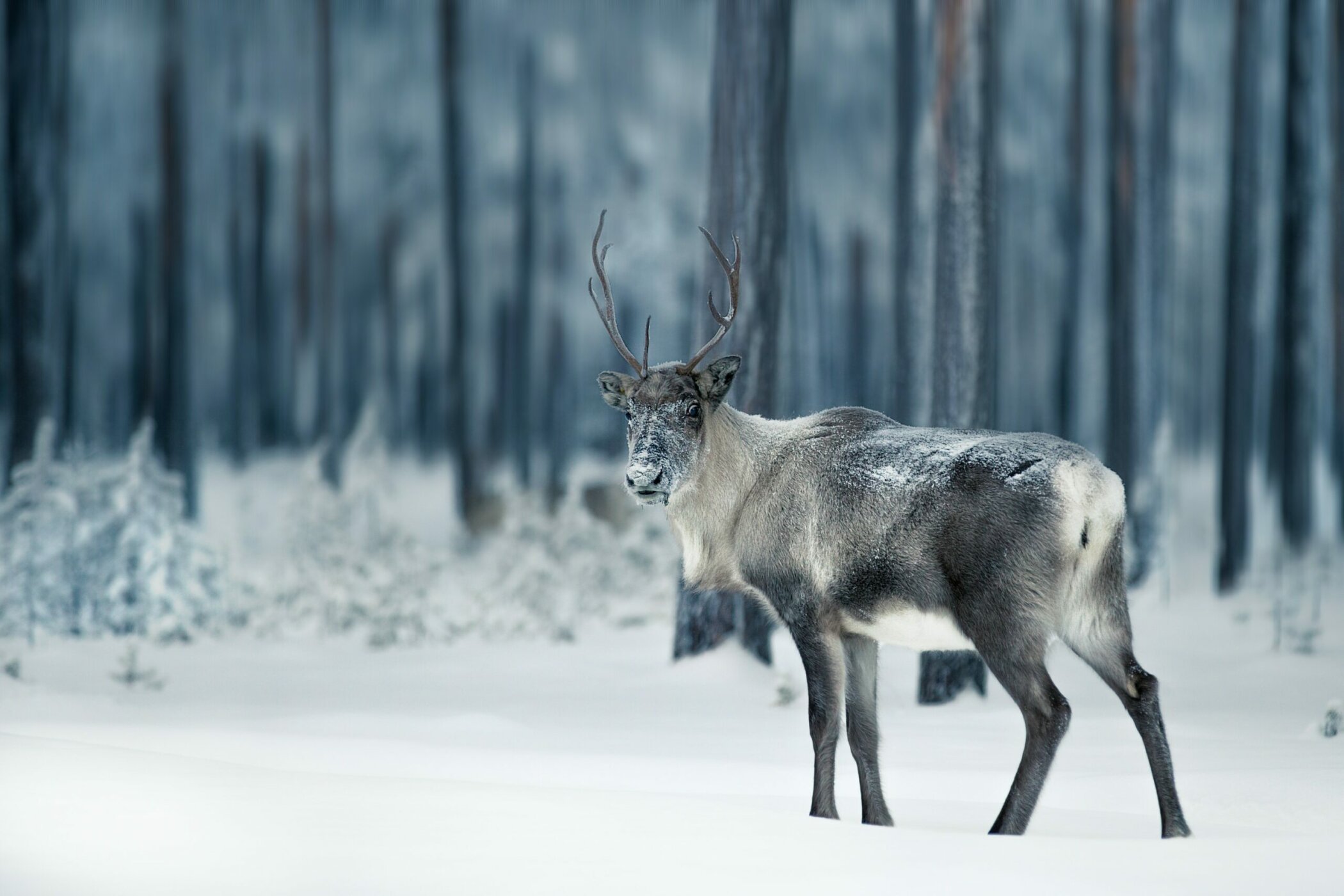 Caribou standing in the forest in winter