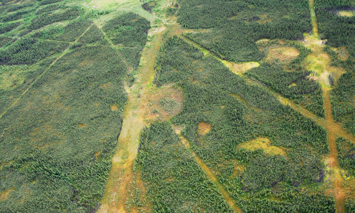 Aerial image of seismic lines in forested landscape