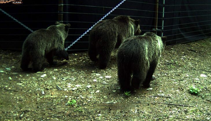 Three bears near a predator exclosure fence