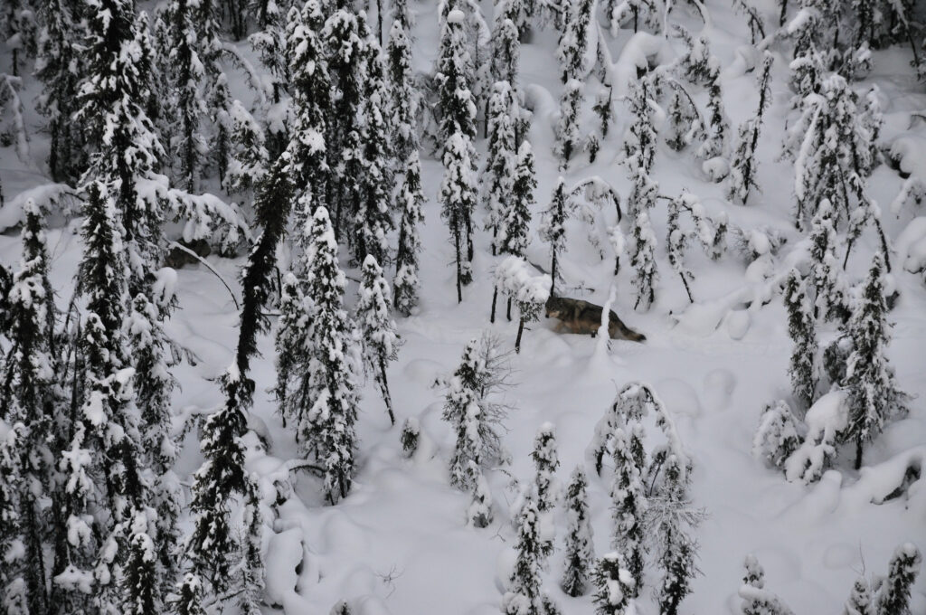Wolf in heavy snow by Harry van Oort
