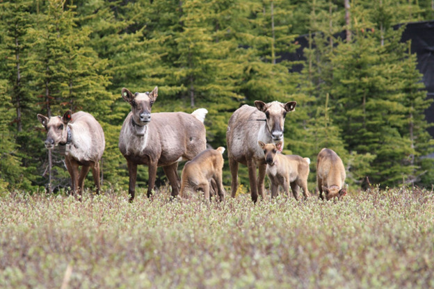 A group of caribou and their calves stand in a clearing