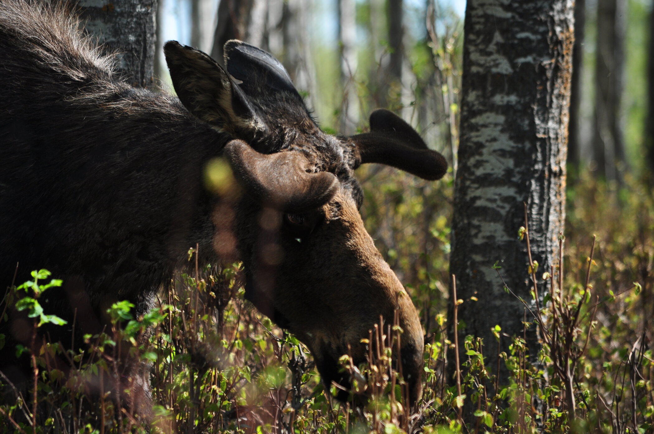 Bull moose browsing shrubs