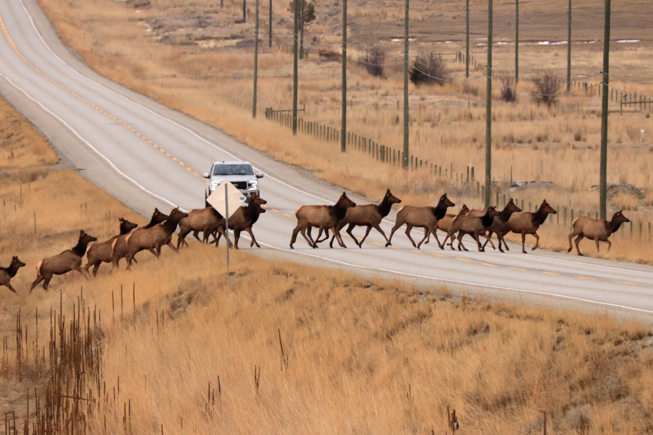 A herd of elk crosses a highway in front a vehicle in a grassy environment