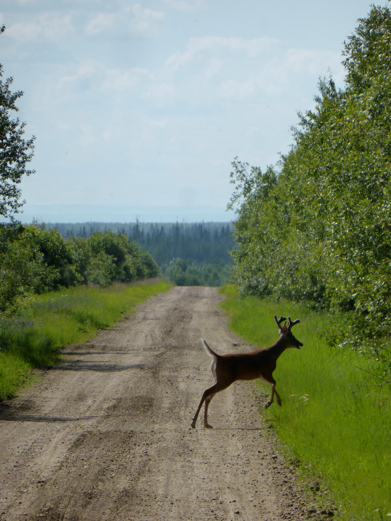 White-tailed deer crossing a gravel road
