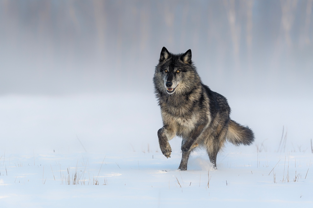 A grey-black wolf walks in a snowy field