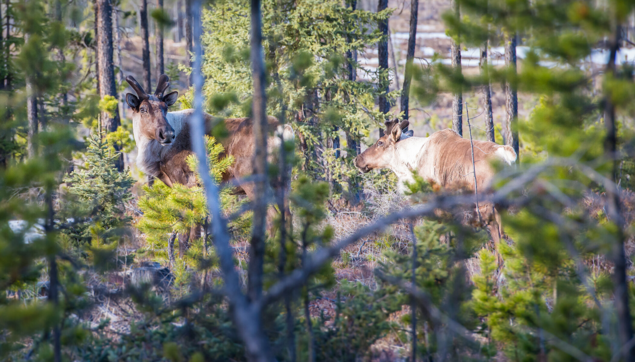 Two woodland caribou seen through the trees in northern Alberta