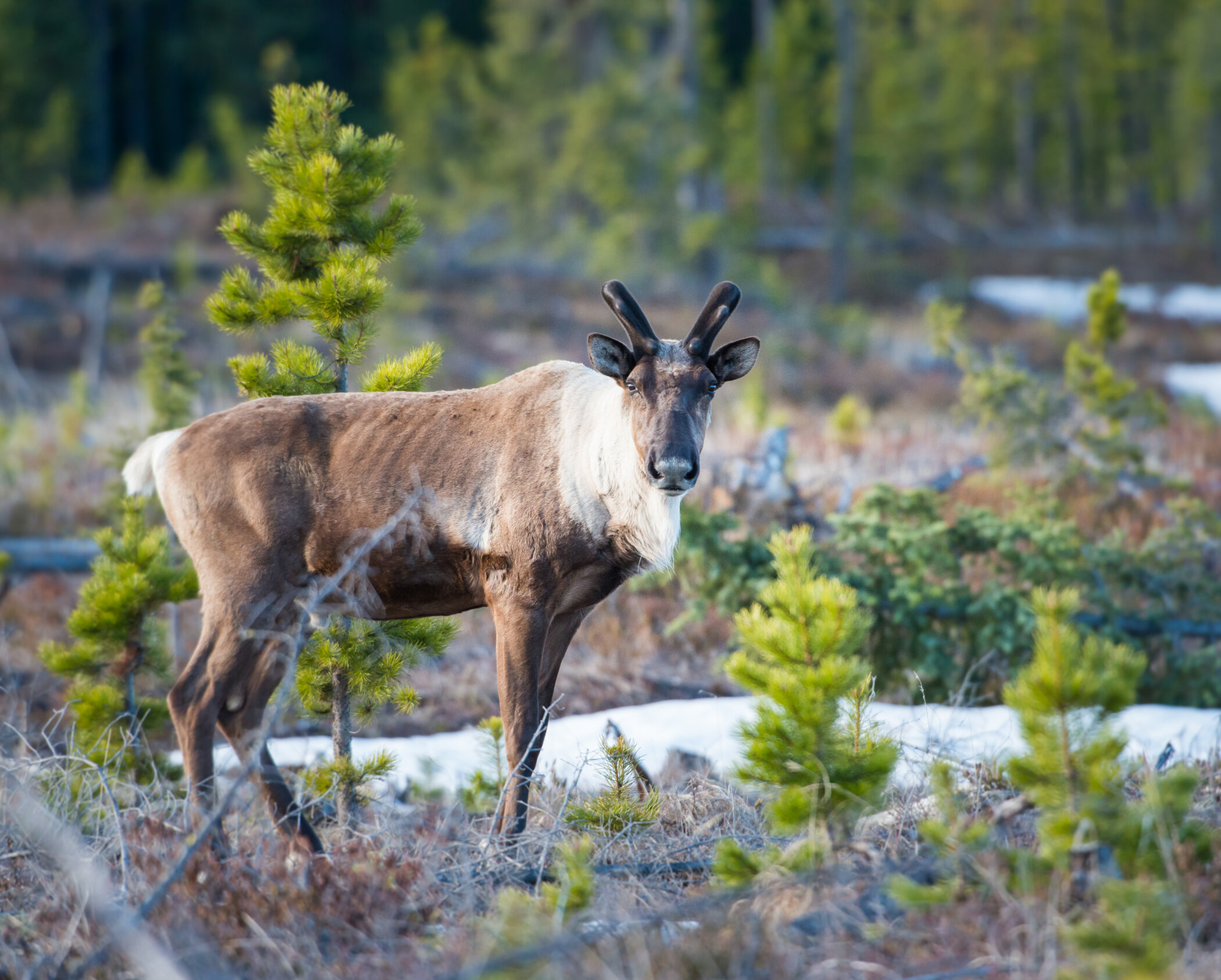 Woodland caribou in open area with short pine trees in northern Alberta