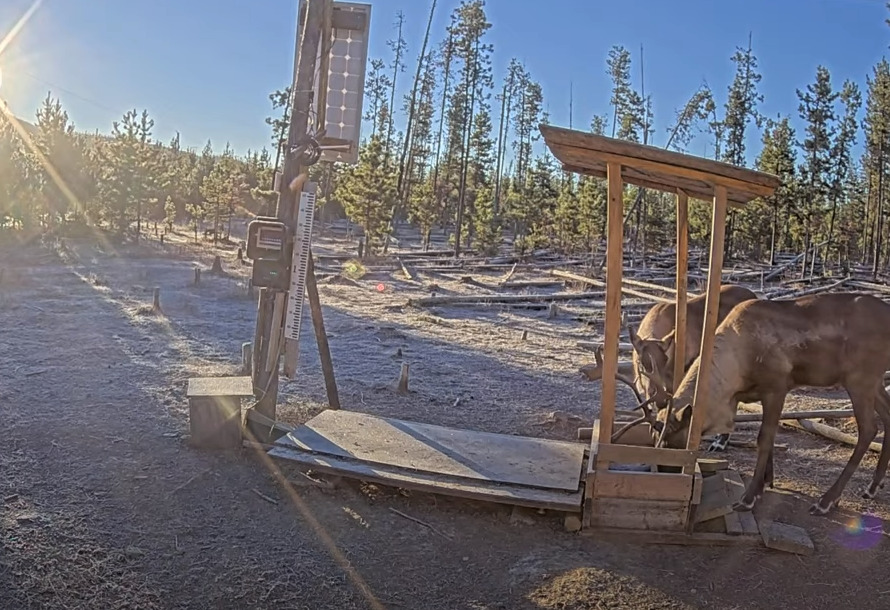 Two caribou eating at a feeding station