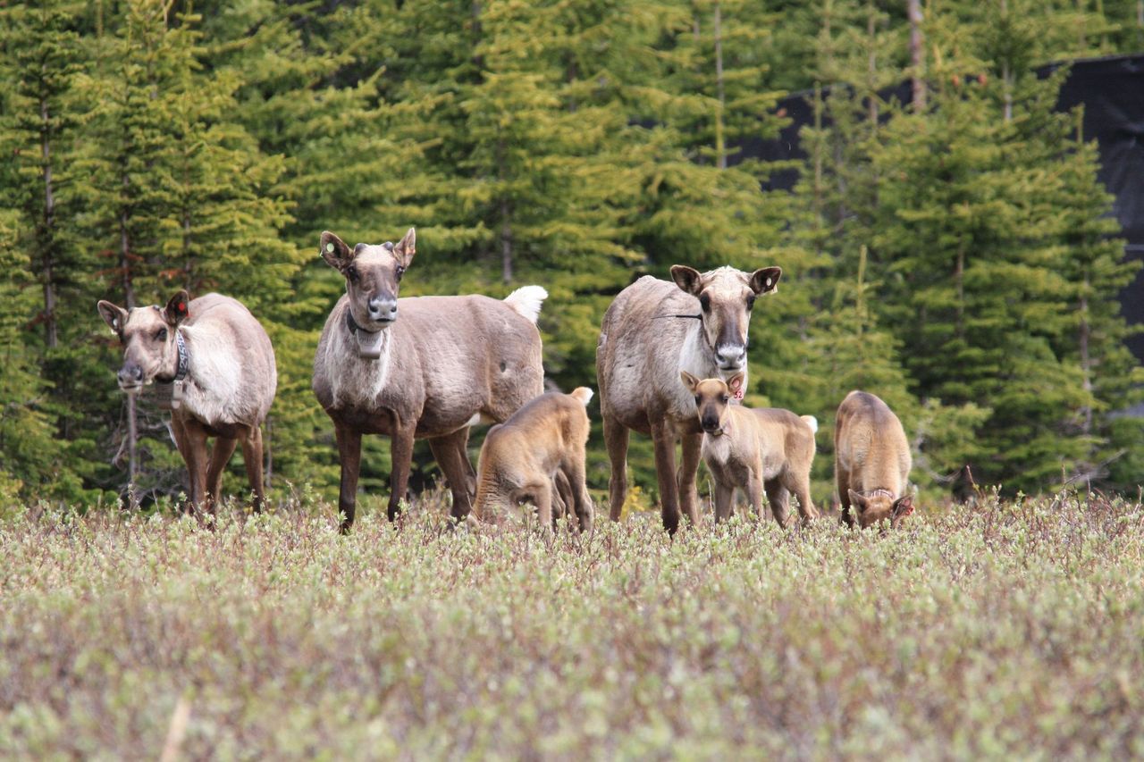 caribou family